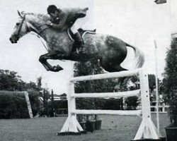 broodmare Galanterie B AA (Anglo-Arabs, 1962, from Nithard AA)