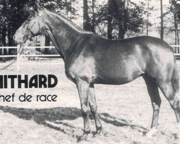 stallion Nithard AA (Anglo-Arabs, 1948, from Kesbeth AA)