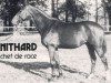 stallion Nithard AA (Anglo-Arabs, 1948, from Kesbeth AA)