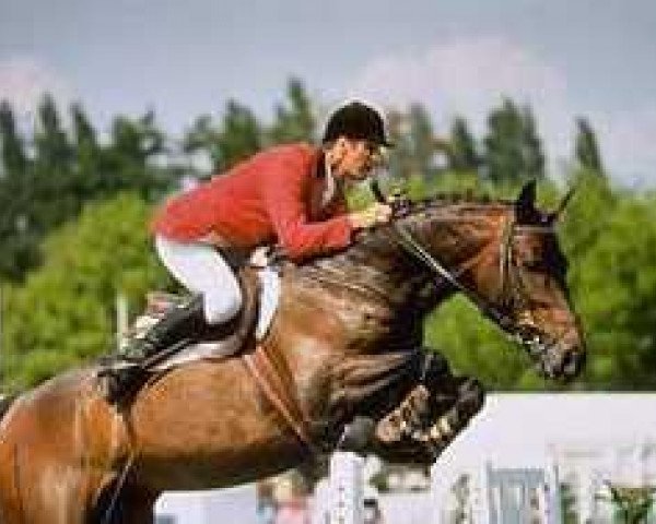 stallion Vlan de Vergoignan AA (Anglo-Arabs, 1987, from Fol Vent AA)