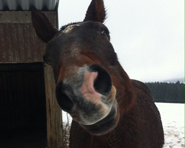 horse Gershwin (Rhinelander, 1984, from Goldschatz)