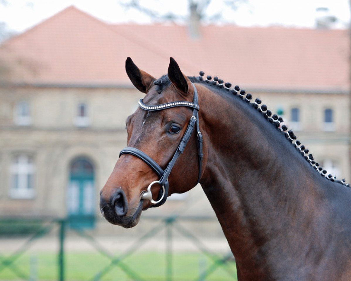 stallion All Music (Westphalian, 2012, from Arpeggio)