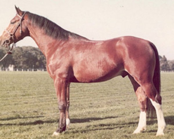 stallion Dimanche (Selle Français, 1969, from Tout Brule)