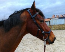 jumper Charmeur de Brion (German Sport Horse, 2007, from Chateau de Brion Quainton)