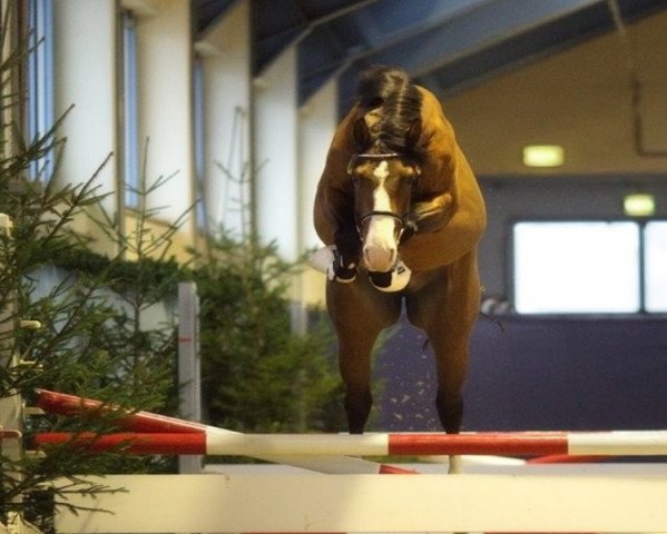 stallion Casraino Z (Zangersheide riding horse, 2012, from Casall Ask)