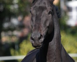 horse Fritz le Filou (Bavarian, 2008, from Lauries Crusador xx)