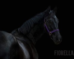 broodmare Fiorella KM (Rhinelander, 2005, from Future)