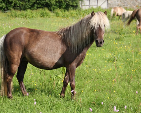 Zuchtstute Bluna de la Noe (Deutsches Classic Pony, 2010, von Poldi von der Heldenburg)