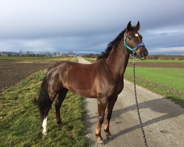 dressage horse Primadonna-B (Austrian Warmblood,  , from Der Designer)