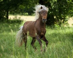 horse Jengo de la Noe´ (German Classic Pony, 2014, from Julian's Dancer)