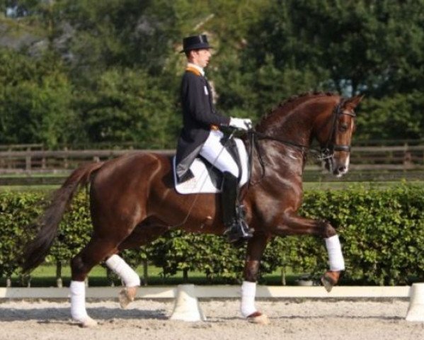 dressage horse Tango (Royal Warmblood Studbook of the Netherlands (KWPN), 2000, from Jazz)