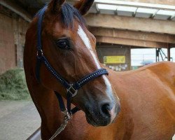 dressage horse Samira 386 (Hannoveraner, 2009, from Sir Shutterfly)