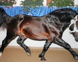 stallion Rupp (South German draft horse, 2005, from Rubinstein)