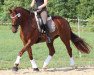 broodmare Lianka (Hanoverian, 2007, from Lauries Crusador xx)