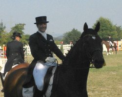 dressage horse Mozart 217 (Saxony-Anhaltiner, 2000, from Montezuma)