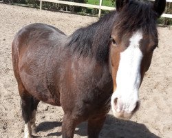 horse Beauty (German Riding Pony, 1993, from Courage)