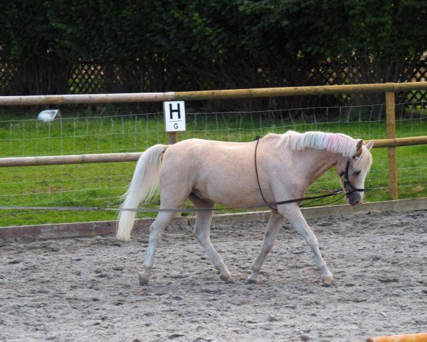 dressage horse Berenschot Dustin (Welsh-Pony (Section B), 2002, from Den Bramel's Baye)