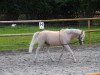 dressage horse Berenschot Dustin (Welsh-Pony (Section B), 2002, from Den Bramel's Baye)