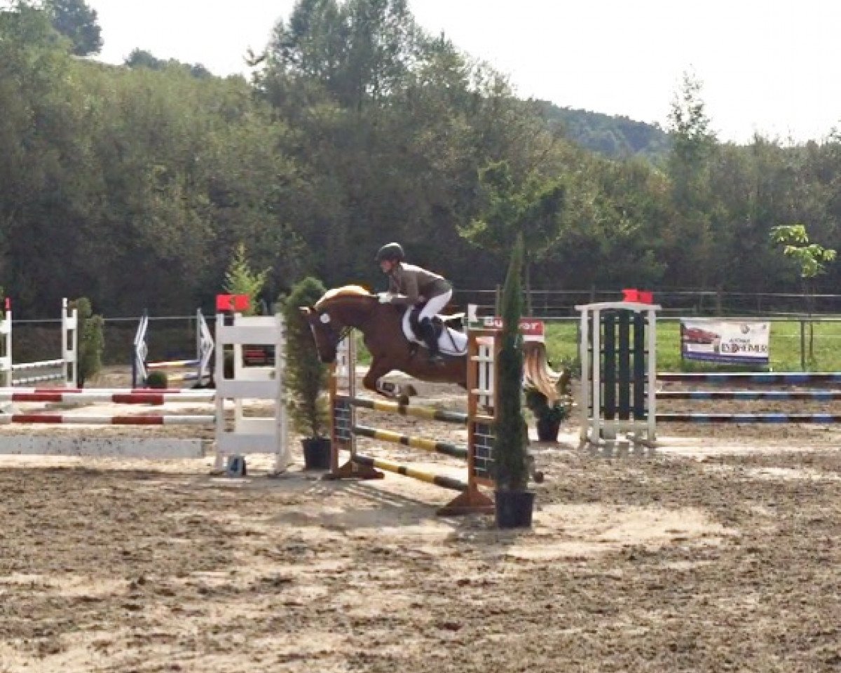Springpferd Die kleine Niki (Deutsches Reitpony, 2006, von Douglas)