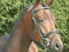 dressage horse No Name 49 (Trakehner, 2005, from Interconti)