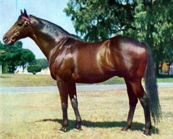 stallion Resuello xx (Thoroughbred, 1954, from Court Martial xx)