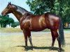 stallion Resuello xx (Thoroughbred, 1954, from Court Martial xx)