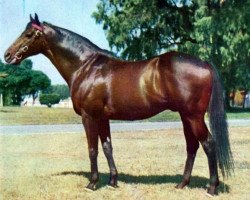 stallion Resuello xx (Thoroughbred, 1954, from Court Martial xx)