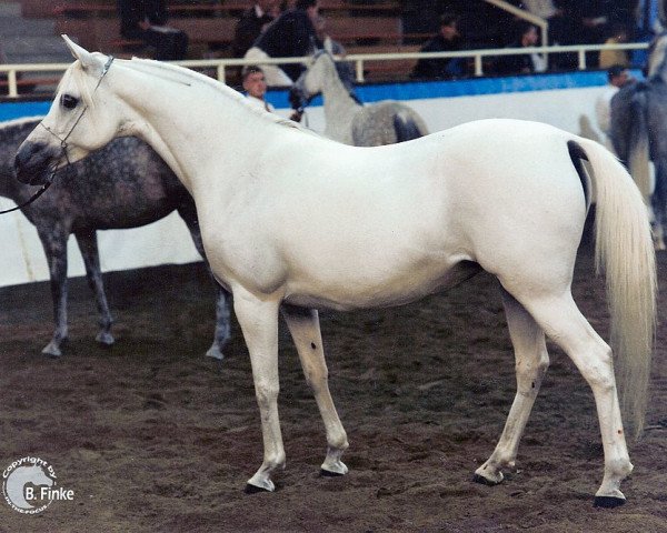 broodmare Imperia ox (Arabian thoroughbred, 1989, from Shagar ox)