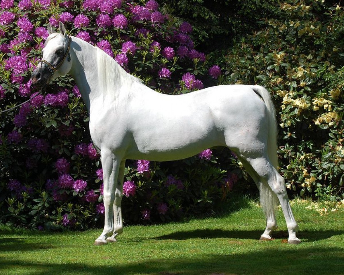 stallion Madkours Impuls ox (Arabian purebred, 1997, from Madkour I ox)