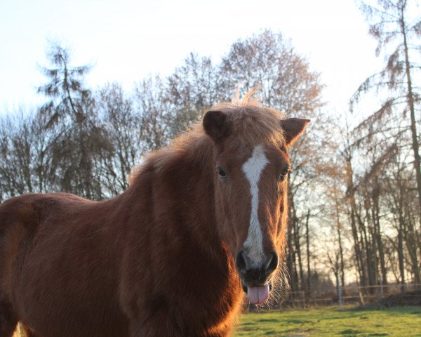 horse Hühü (Iceland Horse, 1988)