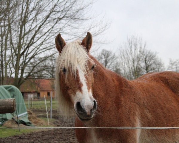 horse Mandy/Molly (Haflinger, 1998, from Homer)