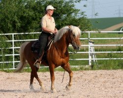 stallion Nebrasco (Haflinger, 1991, from Nelfried)