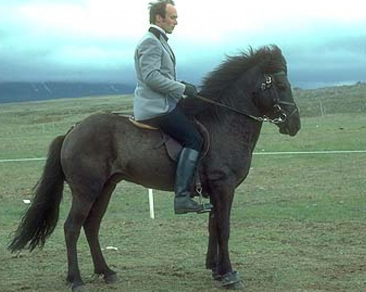 Deckhengst Fáfnir frá Fagranesi (Islandpferd, 1974, von Hrafn frá Holtsmúla)