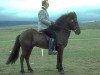 stallion Fáfnir frá Fagranesi (Iceland Horse, 1974, from Hrafn frá Holtsmúla)
