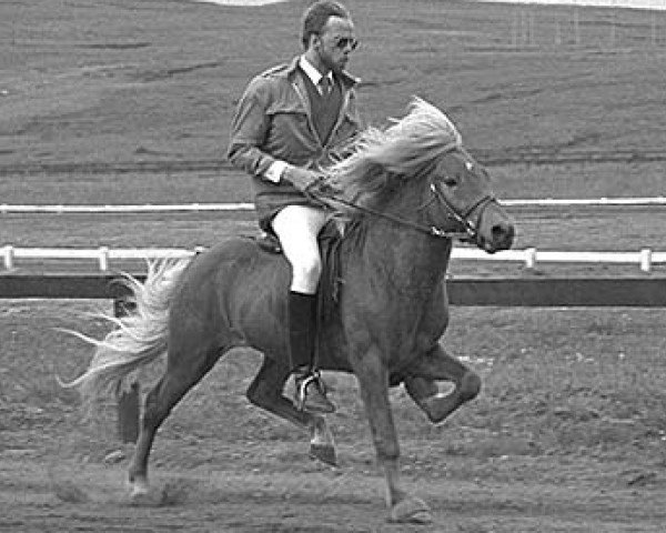 stallion Ljomi fra Björk (Iceland Horse, 1981, from Fáfnir frá Fagranesi)
