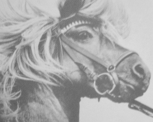 stallion Stormur frá Eiríksstöðum (Iceland Horse, 1952, from Fengur frá Eiríksstöðum)