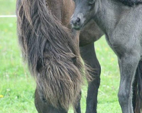 Zuchtstute Mysla fra Malle (Islandpferd, 2004, von Ljomi fra Björk)