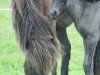 broodmare Mysla fra Malle (Iceland Horse, 2004, from Ljomi fra Björk)