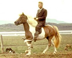 Zuchtstute Freyja frá Hofsstöðum (Islandpferd, 1959, von Glófaxi frá Hofsstöðum)