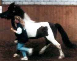 stallion Stormur vom Schönblick (Iceland Horse, 1983, from Skjoni von Waldrennach 2173)