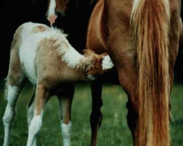 broodmare Blika vom Schönblick (Iceland Horse, 1979, from Neisti von Waldrennach)