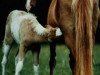 broodmare Blika vom Schönblick (Iceland Horse, 1979, from Neisti von Waldrennach)