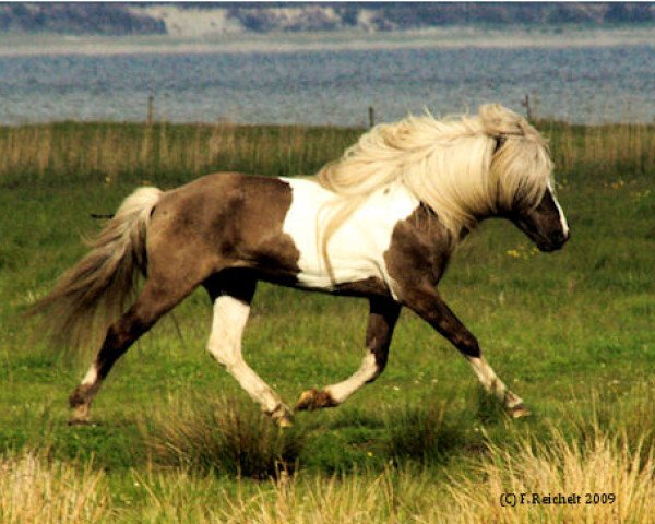 stallion Svipur vom Schönblick (Iceland Horse, 1989, from Stormur vom Schönblick)