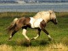 stallion Svipur vom Schönblick (Iceland Horse, 1989, from Stormur vom Schönblick)