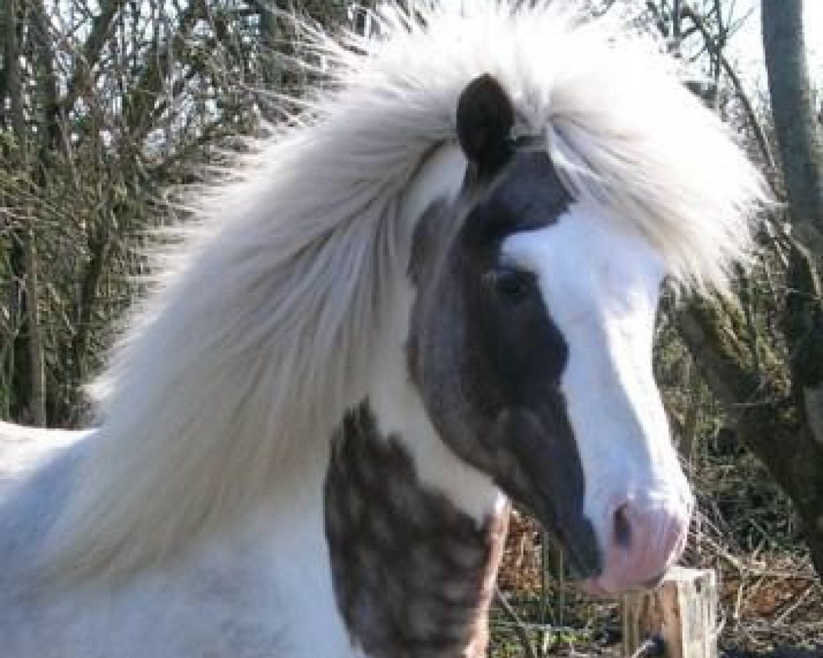 stallion Hjalmur fra Hvammi (Iceland Horse, 1994, from Gáski frá Hofsstöðum)