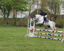 jumper Mac Gyver (German Riding Pony, 2005, from Marco Polo)