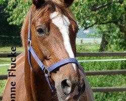 broodmare Felina 104 (Westphalian, 1998, from Funkenmeer)