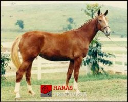 broodmare Funny Girl GMS (Brazilian horse, 1987, from Jasper)