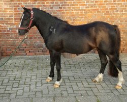 Pferd Leybuchts Liverpool (Welsh Mountain Pony (Sek.A), 2013, von Boniface Llewelyn)