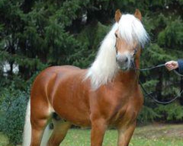 stallion Sterntaenzer (Haflinger, 2001, from Stralemann)